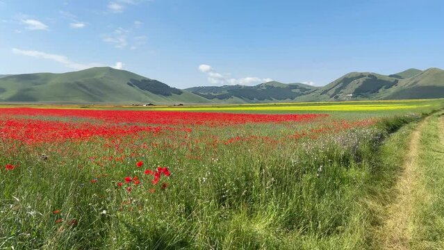 FIeld of red poppies and lentil flowers in the Pian Grande in Umbria
