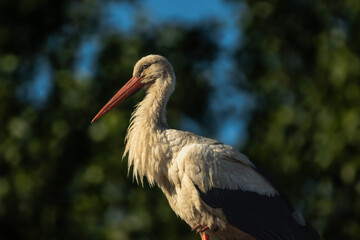 white stork ciconia