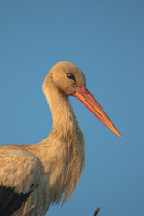 white stork ciconia