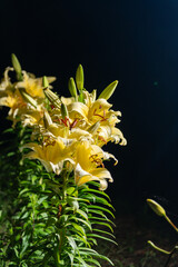 夜のカサブランカ