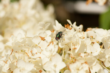 Fly sitting on white flowers