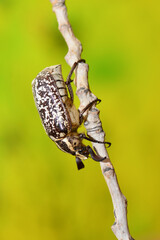 Polyphylla fullo, beetle on the straw