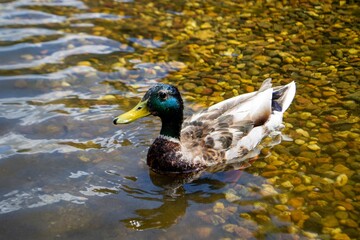 Image of an animal a wild drake and a duck sail on a pond
