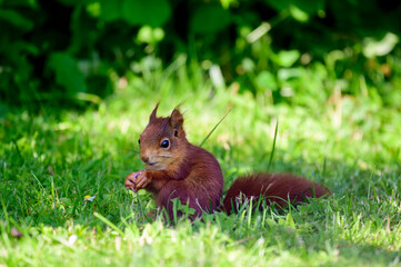 Baby Hörnchen - 12