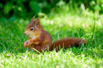 Baby Hörnchen - 11