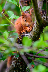 Baby Hörnchen - 8