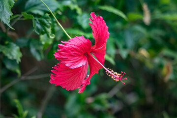 Close up of red flowers ( Hibiscus rosa sinensis flower, Chinese hibiscus, China rose, Hawaiian hibiscus, rose mallow, Shoeblackplant ) blooming in the green leaves background. - Powered by Adobe