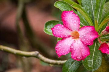 Close up of pink flowers ( Adenium ,Desert roses, Mock Azalea, Adenium multiflorum, Impala Lily) are blooming  with water drops in the garden.