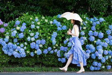 紫陽花の花と美しい女性