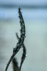 dew drops on a leaf, water drops on a leaf, water drops, close up of a plant, Succulent Kalanchoe...