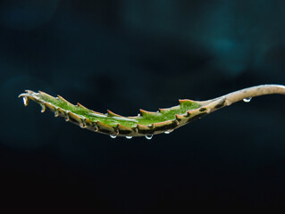 close up of a plant, Succulent Kalanchoe daigremontiana , Mother of Thousands, aranto, succulent on dark background, Kalanchoe on dark background
