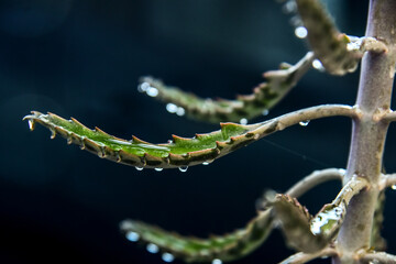 close up of a plant, Succulent Kalanchoe daigremontiana , Mother of Thousands, aranto, succulent on dark background, Kalanchoe on dark background, plant on dark background, wallpaper, panel, fine art