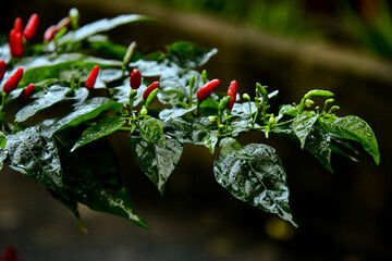 close up of red pepper, red pepper, dew on a leaf, close-up of chili pepper plant with raindrops, burning red peppers