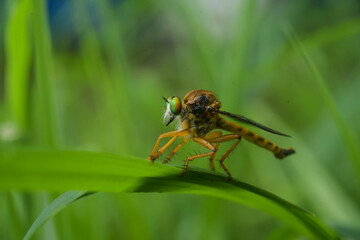 macro of a fly