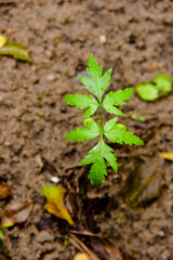 green plant, small neem tree, sprout in the ground,green sprout 