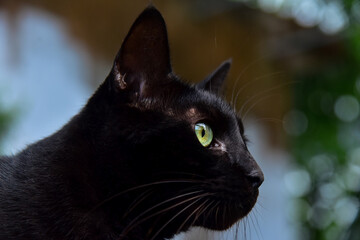 black cat with eyes,  portrait of a cat, black cat portrait, black and white cat, international cat day,  world animal day, animal adoption day, san francisco de assis day, adopt pet, zoology