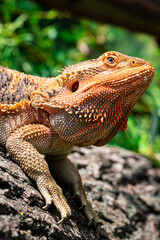 bearded dragon