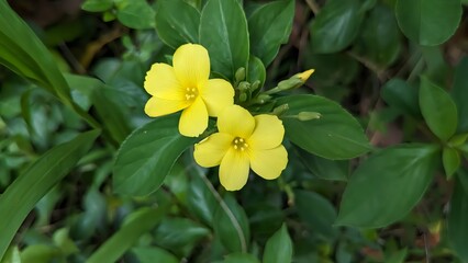 Obraz na płótnie Canvas Yellow flower