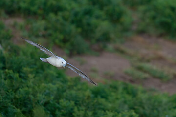 Fulmar (Fulmarus glacialis) flying along a cliff of Skomer Island in Pembrokeshire, Wales.