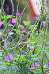 lizard on branch, lizard close photo, 