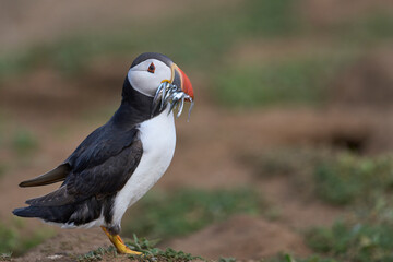 Puffin (Fratercula arctica) carrying small fish in its beak to feed its chick on Skomer Island off the coast of Pembrokeshire in Wales, United Kingdom