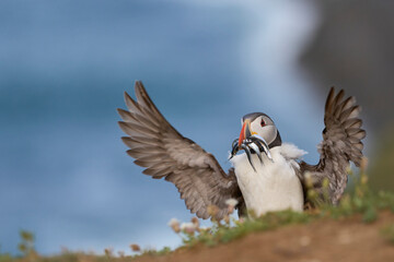 Puffin (Fratercula arctica) carrying small fish in its beak to feed its chick on Skomer Island off the coast of Pembrokeshire in Wales, United Kingdom