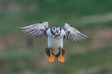 Puffin (Fratercula arctica) landing with small fish in its beak to feed its chick on Skomer Island off the coast of Pembrokeshire in Wales, United Kingdom