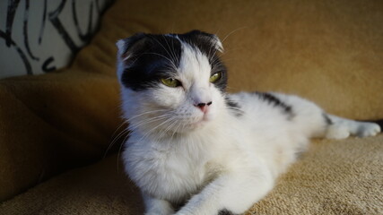 beautiful tricolor fold cat lies on the sofa. cat eyes. pretty cat. beautiful elegant cat