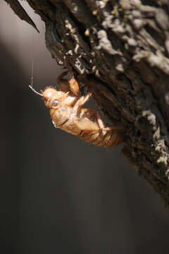 beetal on tree close up , small beetal macro shot