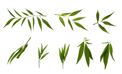 Naklejka premium collection of bamboo leaves and shoots flowers isolated on a transparent background, generative ai