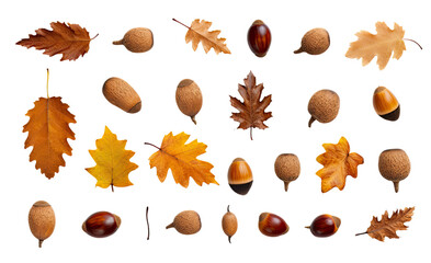 collection of fallen leaves and acorns isolated on a transparent background, generative ai