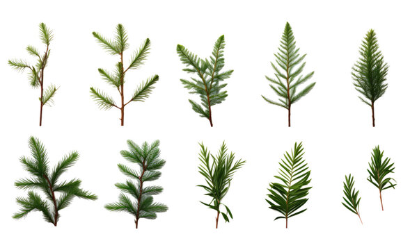 collection of coniferous branches isolated on a transparent background, generative ai