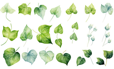 collection of soft watercolor ivy leaves isolated on a transparent background, generative ai - obrazy, fototapety, plakaty