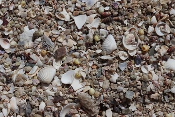 sea shell fragments on beach as background