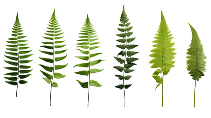 collection of ferns isolated on a transparent background, generative ai