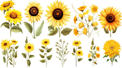 collection of daisies and sunflowers flowers isolated on a transparent background, generative ai