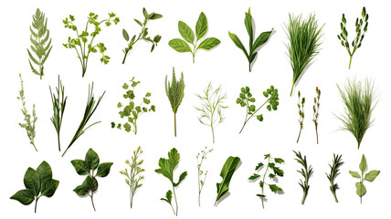 collection of herbs isolated on a transparent background, generative ai
