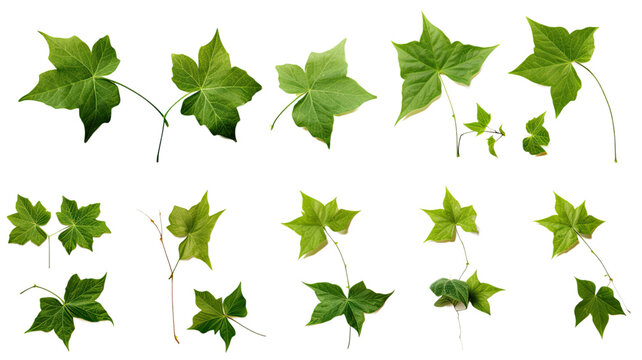 collection of ivy leaves isolated on a transparent background, generative ai