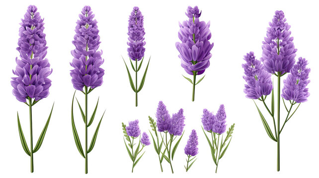 Collection Of Lavender Flowers Isolated On A Transparent Background, Generative Ai