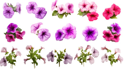 Fototapeta na wymiar collection of petunias flowers isolated on a transparent background, generative ai