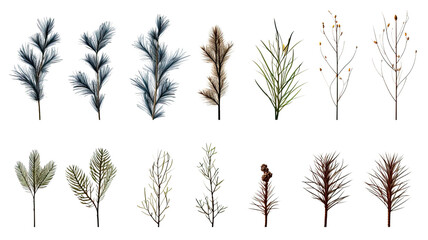Naklejka premium collection of pine needles flowers isolated on a transparent background, generative ai