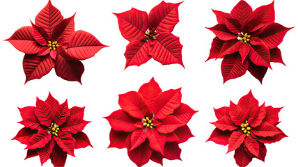 collection of poinsettias flowers isolated on a transparent background, generative ai