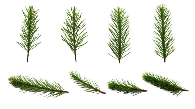 collection of pine branches flowers isolated on a transparent background, generative ai