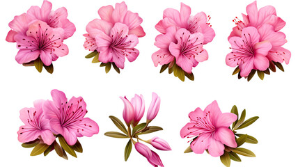 collection of azaleas flowers isolated on a transparent background, generative ai