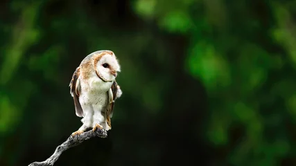Zelfklevend Fotobehang A Juvenile Barn-Owl ( Tytonidae ) © Leny Silina Helmig