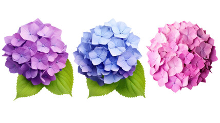 collection of hydrangeas flowers isolated on a transparent background, generative ai