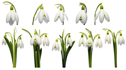 Fototapeta na wymiar collection of snowdrops flowers isolated on a transparent background, generative ai