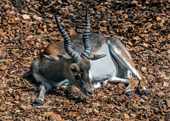 Blackbuck antelope male. Latin name - Antilope cervicapra	