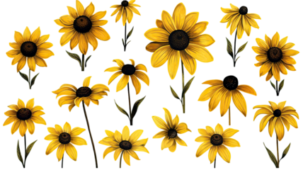 collection of hand drawn black-eyed susans flowers isolated on a transparent background, generative ai