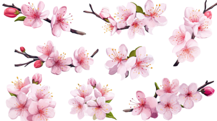 collection of hand drawn cherry blossoms flowers isolated on a transparent background, generative ai